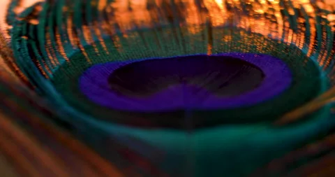 Feather. Video stock 237325763