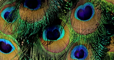 Feather. Video stock 237326095