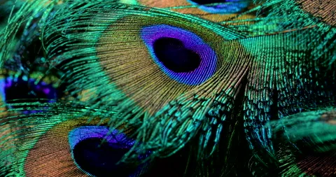 Feather. Video stock 237326721