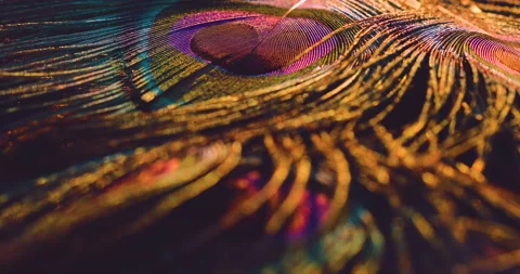 Feather. Video stock 237416871