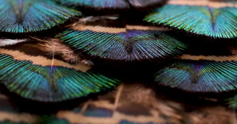 Feather. Stock Footage 237428887