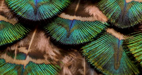 Feather. Stock Footage 237430166