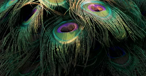 Feather. Stock Footage 237871972