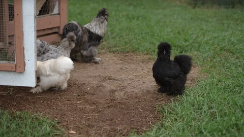 Feather footed chickens walking out of a chicken coop on a farm in slow motion 動画素材 107221430