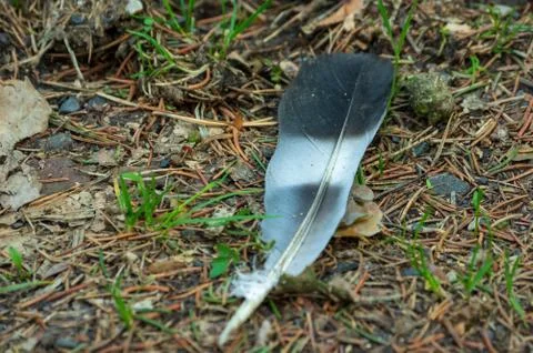 Feather on forest ground Stock Photos
