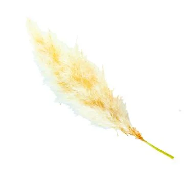 Feather frond Stock Photos