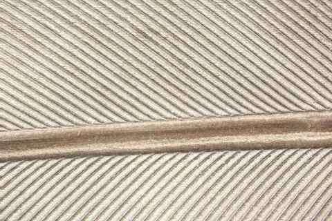 Feather of a goose 写真素材