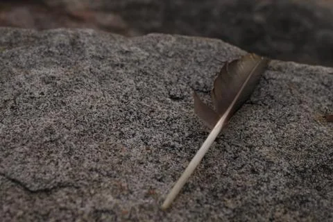 Feather on Granite 写真素材