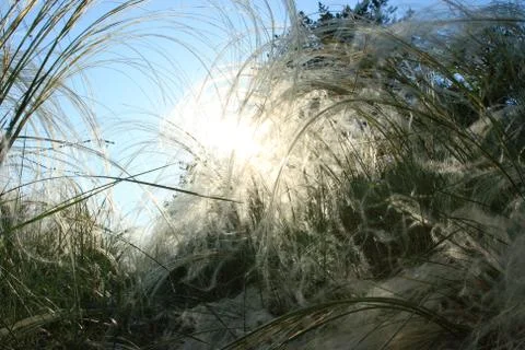 Feather grass against an evening sun Stock-Fotos