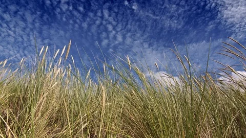 Feather grass and sky Stock Footage 115269721