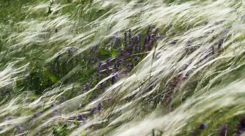 Feather Grass And Wind Stock Footage 67672055
