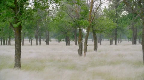 Feather grass and wind in low wood 스톡 동영상 64554398