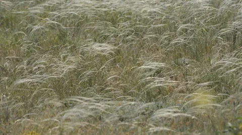 Feather grass background 스톡 동영상 37624676