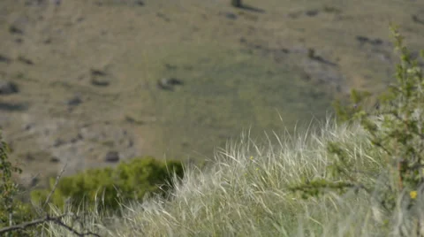 Feather grass background Stock Footage 37625926