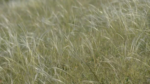Feather grass background Stock-Footage 37626212