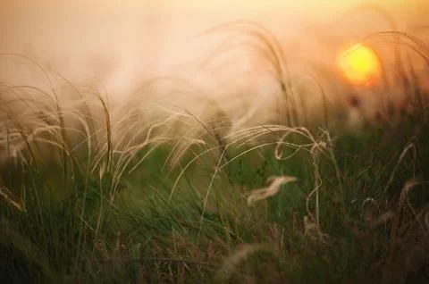 Feather Grass with the backlight of sunlight in the sunset times. Stock Photos