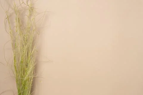 Feather grass on a beige background. Copy space. Flat lay, top view Stock Photos