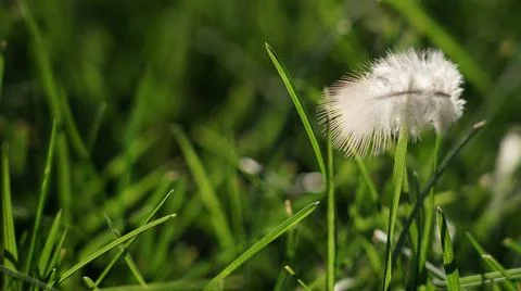 Feather on grass blades Stock Photos