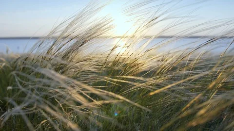 Feather grass blow in the wind Grass field at warm windy dawn Stock Footage 91887500