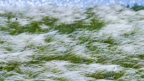 Feather grass blow in the wind Grass field creating patterns Stock Footage 91887816