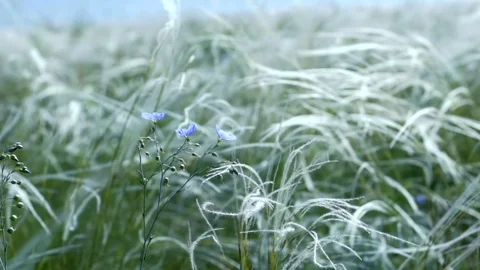 Feather grass blow in the wind Slow motion shot of Grass field at warm windy Stock Footage 91887635