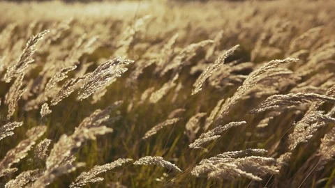 Feather grass close up. Field of golden feather grass swaying. Nature landscape Stock-Footage 93737962