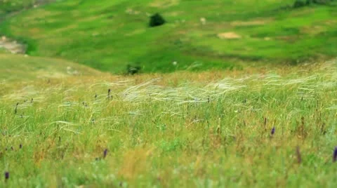 Feather grass in the Crimean steppes Stock Footage 11226716