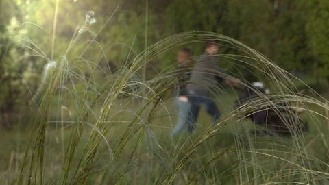 Feather grass develops in the wind 스톡 동영상 75734609