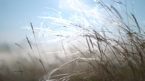 Feather grass develops in the wind 스톡 동영상 132916924