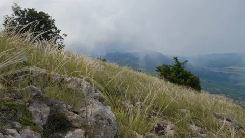 Feather grass develops in the wind in summer Video stock 133406962