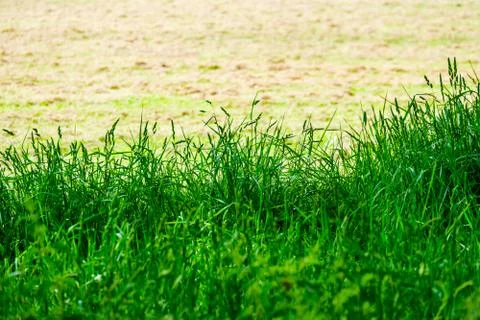 Feather grass at the edge of a field Stock Photos