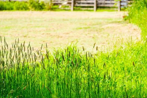 Feather grass at the edge of a field Stock Photos
