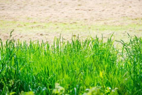 Feather grass at the edge of a field Stock Photos