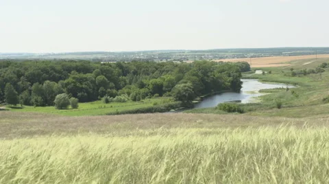 Feather grass field Stock Footage 42760510