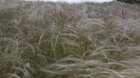 Feather grass in the field Stock Footage 51568775