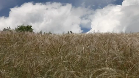 Feather grass field under sky with clouds Stock Footage 51568382