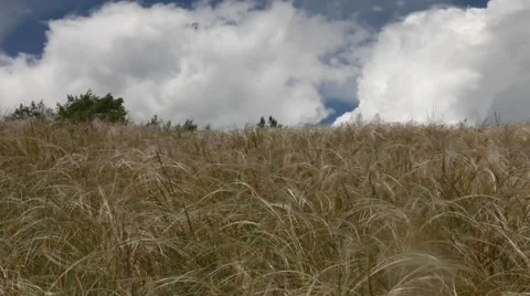 Feather grass field under sky Stock Footage 51570714