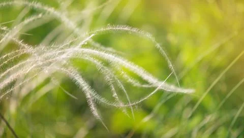 Feather grass fluttering in the wind Stock Photos