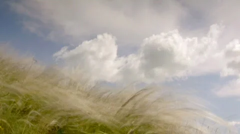 Feather grass Stock-Footage 436753