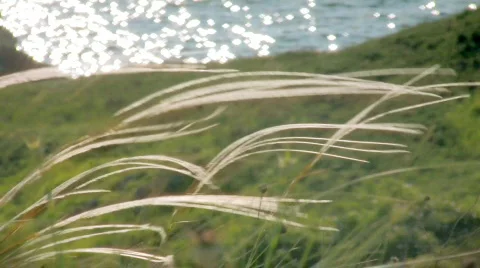 Feather grass Video stock 455109