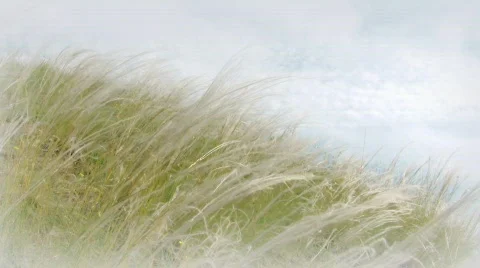 Feather grass Video stock 457966