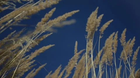 Feather grass Stock Footage 8563959