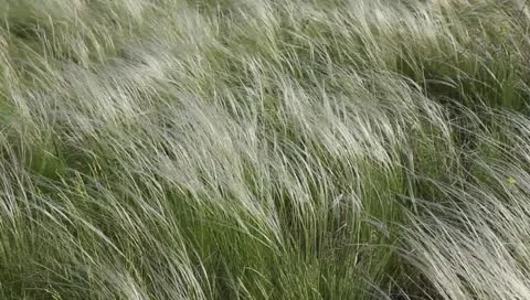 Feather-grass Stock Footage 11175617