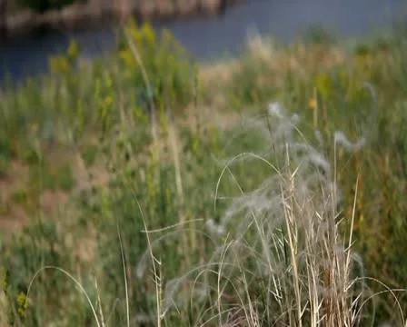 Feather grass Stock Footage 11255064