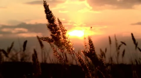 Feather grass Stock Footage 11521555