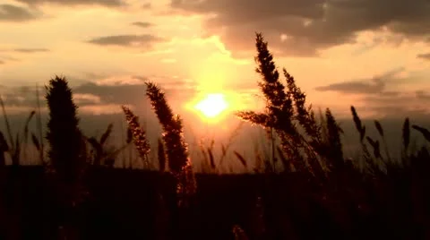 Feather grass Stock Footage 11521943