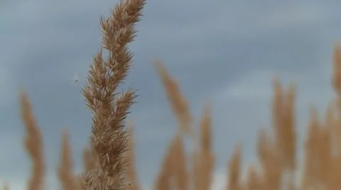 Feather grass 스톡 동영상 11535456