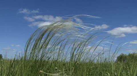 Feather grass Stock Footage 18184535