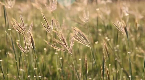 Feather grass Stock Footage 46529028