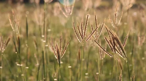 Feather grass Stock Footage 46529763